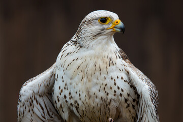 Sakerfalke