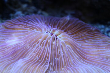 Naklejka na ściany i meble anemone macro