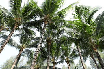 Fototapeta na wymiar Coconut palm trees. Green lush tropical coconut tree.
