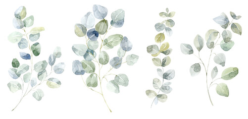 Green Eucalyptus Branches Set. Watercolor Illustration.