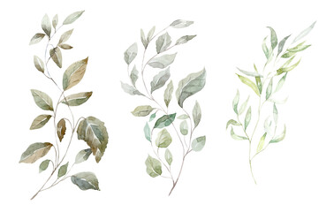 Set of green Branches. Watercolor Illustration. - 591235927