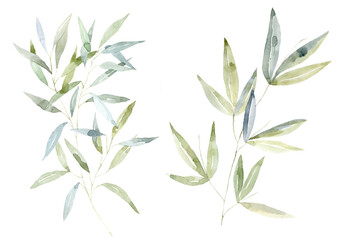 Set of green Branches. Watercolor Illustration.