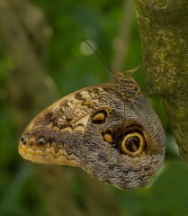 An Owl butterfly perched on a branch.  They have eye spots that mimic those of pigmy owls to scare off predators like great tits.