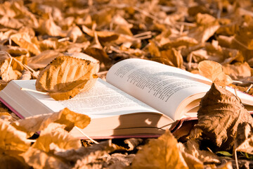 Naklejka na ściany i meble expanse of autumn colored leaves. serene, relaxing atmosphere. there is an open book among the leaves. the leaves are blown up by the wind.