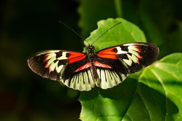 A Piano Key butterfly resting on a green leaf.