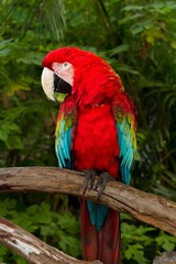 Fototapeta na wymiar A green-winged macaw, also known as the red-and-green macaw, is a large, mostly-red macaw of the Ara genus.