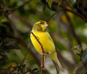 Close up of an Island canary passerine bird perched on tree in nature