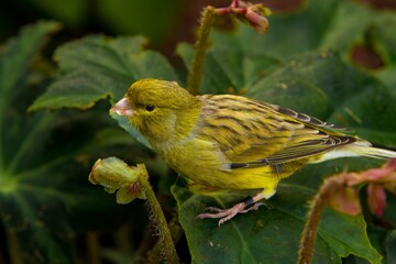 Female Lesser Goldfinch waiting for the waterhole to clear