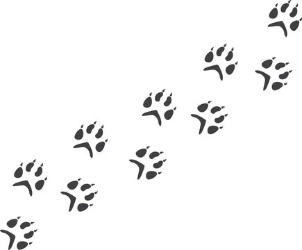 Black footprints paws of foxes on a white background, vector