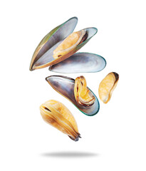 Mussels with shells in the air on a transparent background