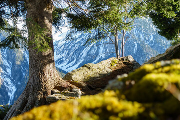 Blick zu einem verschneiten Hochtal im Frühjahr unter einem Nadelbaum