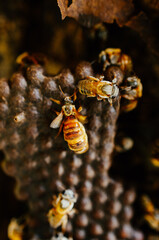 Abeja melipona reina