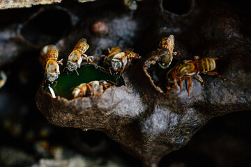 Miel de abeja melipona