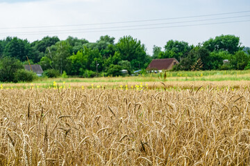 Photography on theme big wheat farm field for organic harvest