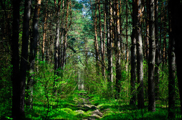 Silence in the summer pine forest