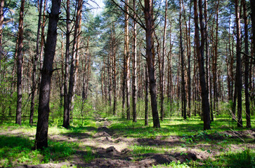 Silence in the pine forest