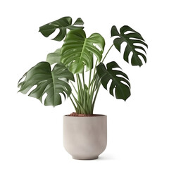 Monstera plant in flowerpot on white background, generative AI.