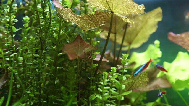 Macro shot of little aquarium Neon Tetra fishes. Small aquarium with beautiful freshwater Neon Tetra. Fish pool with a large flock of hobby fishes.