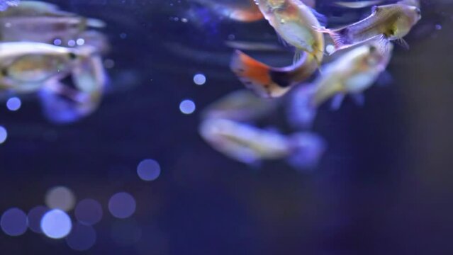 Guppy fish horde in home fish tank macro close up. Home hobby. Poecilia reticulate is freshwater fish and peaceful community fish. Livebearers not laying eggs, but give birth to live young.