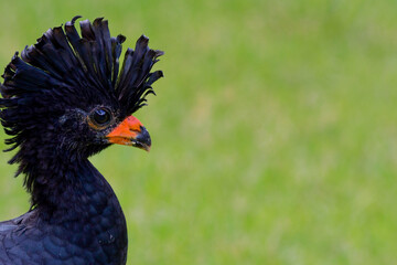 Red-billed Curassow (Crax blumenbachii)
