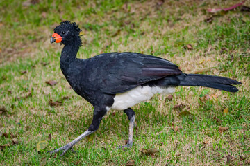Red-billed Curassow (Crax blumenbachii)