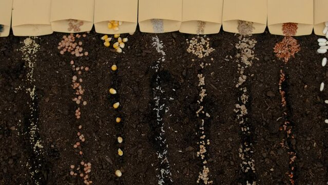 Soil and seeds are many different spring sowing plants in the garden. Selective focus.