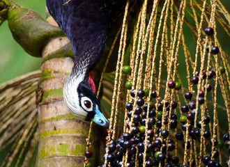 Black-fronted Piping-Guan (Aburria jacutinga)