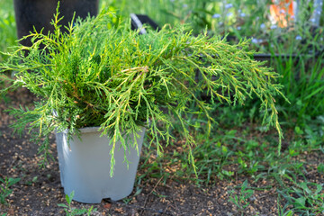 Coniferous plants in pots with a closed root for planting on your garden plot from the nursery. Gardening of a garden plot in spring