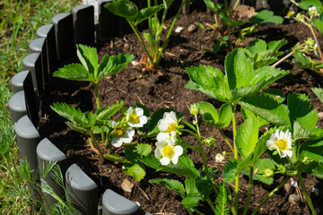 Flowering of strawberry sprouts on a round bed in your garden. Eco-friendly berry grown by a farmer in the summer in the village, harvest