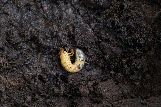 Larva of the underground pest of the vegetable garden - mole cricket. Close-up on the ground.