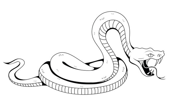 Snake. Vector illustration sketch of tattoo tropical serpent