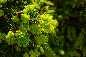 Young shoots with fresh bright green needles on spruce branches