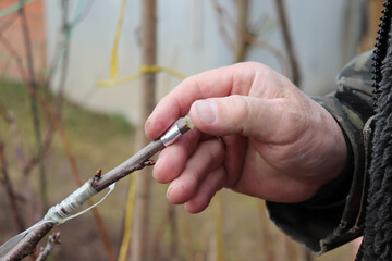 photo a male gardener grafts a new variety of sweet cherry and covers the cut with garden pitch