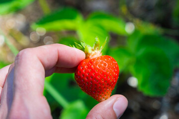 A ripe and juicy strawberry berry on a bed in your garden. Eco-friendly berry grown by a farmer in the summer in the village, harvest