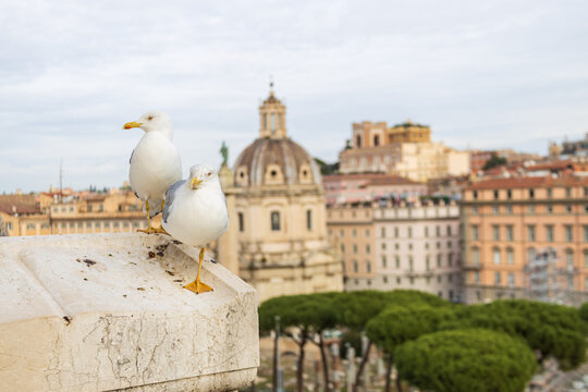 Birds hang on edge near Monument to Victor Emmanuel II