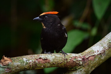 Flame-crested Tanager (loriotus cristatus)