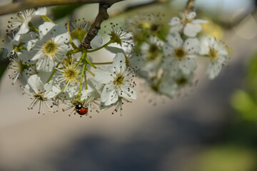 Una coccinella a testa in giù su dei fiori bianchi