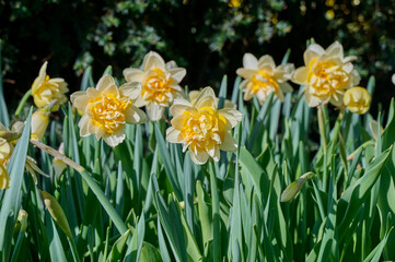 Fototapeta premium yellow, white daffodil mount hood with lots of leaves and a sun