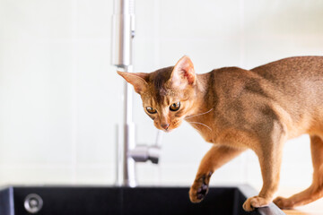 Ginger purebred abyssinian cat play with water from fauced on white kitchen in the morning