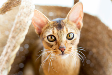 Closeup head of Purebred abyssinian cat in front portrait with yellow eyes in Wicker basket on...