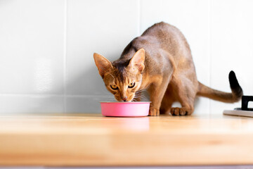 Naklejka premium Adorable abyssinian kitty standing with tail up close to pink bowl with feed and looking at it on white background on wooden table on kitchen. Cute purebred kitten going to eat.