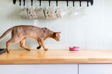 Cute ginger abyssinian cat go to eating meal from pink bowl with food on wooden kitchen table....