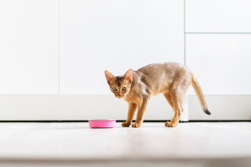 Calm abyssinian domestic obedient cat with pink bowl resting in kitchen at home. Purebred kitten...