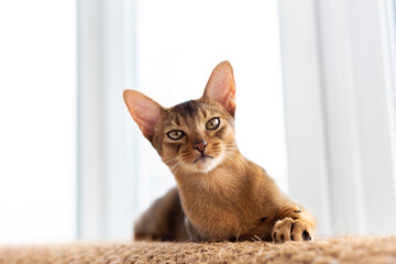 Adorable ginger abyssinian cat with yellow eyes look in camera white background. Portrait beautiful...