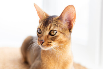 Adorable ginger abyssinian cat with yellow eyes look away on white background. Portrait beautiful...