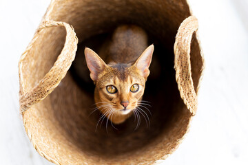 Ginger abyssinian cat sitting in basket with yellow eyes look in camera