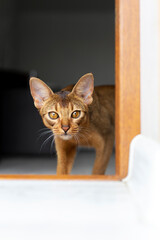 The purebred ginger abyssinian cat peeks out from behind the door in the room. Copy space. Red kitten sneaks quietly.