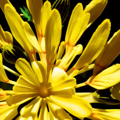 Obraz premium Yellow flower. Generative AI.