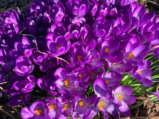 Crocus violet spring in Gorky Park