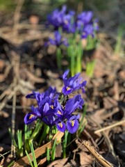 Blue irises spring Gorky Park Moscow